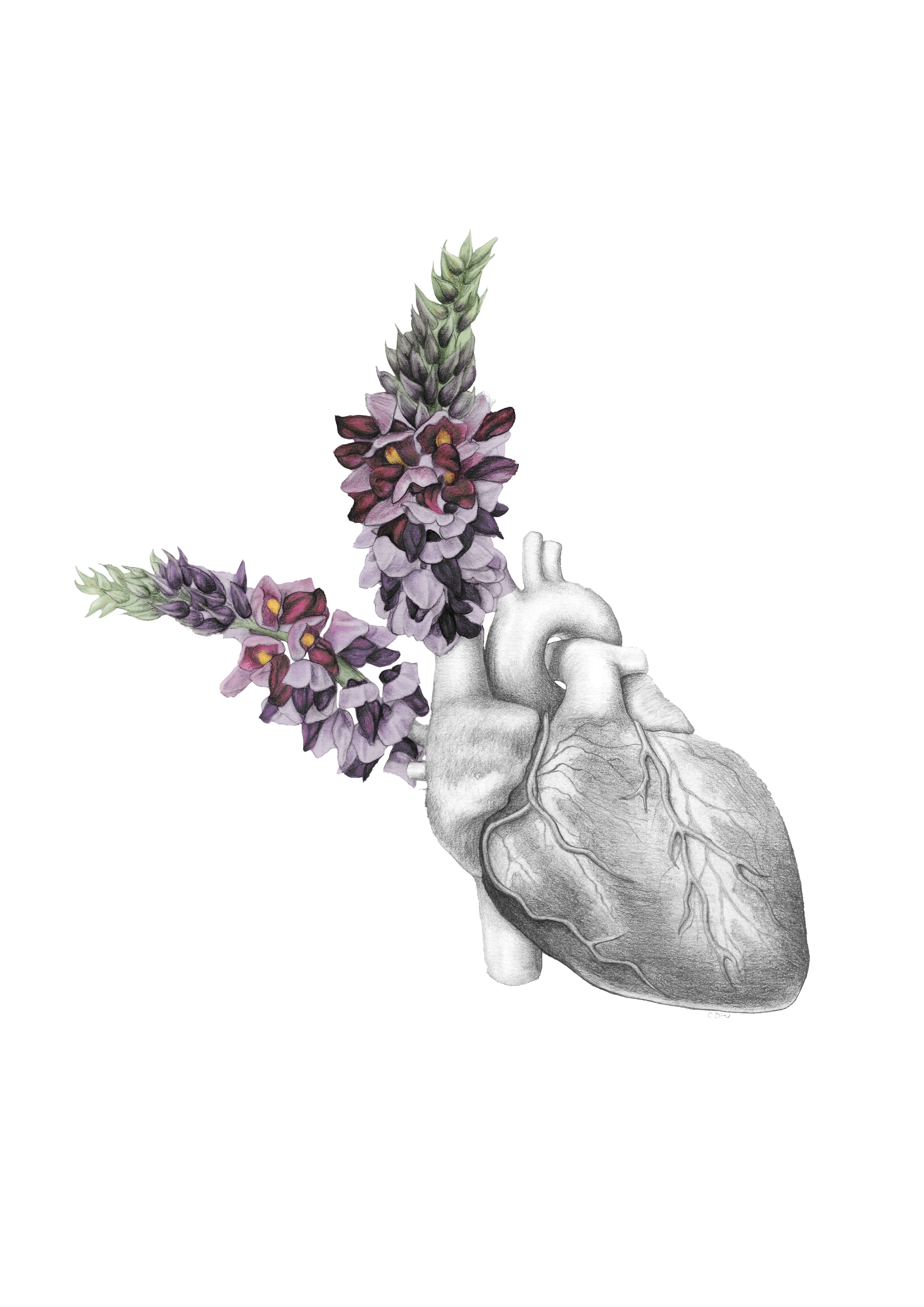 Anatomical drawing of a human heart, with purple flowers sprouting from the top.