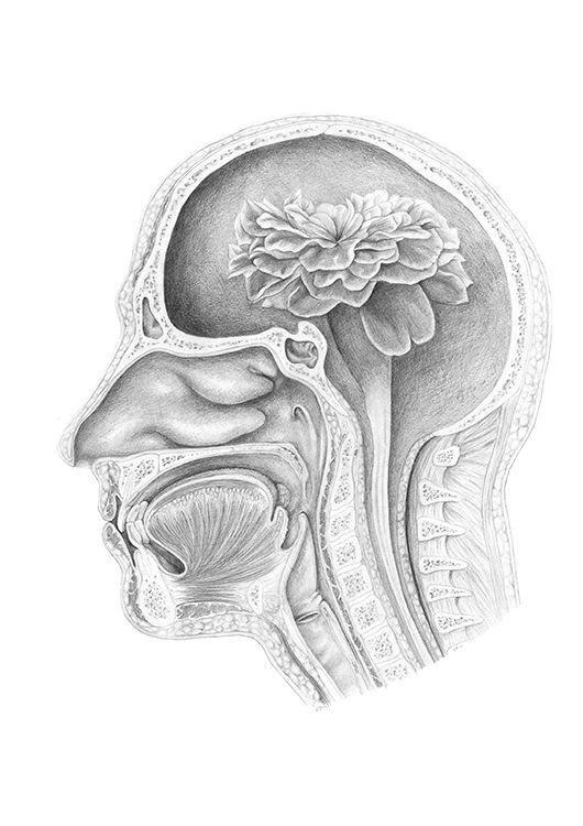 A detailed anatomical pencil drawing of a cross-section of a human head. A flower blossoms in the space where the brain would be, changing from greyscale to colour. Red petals are tinged with yellow edges.