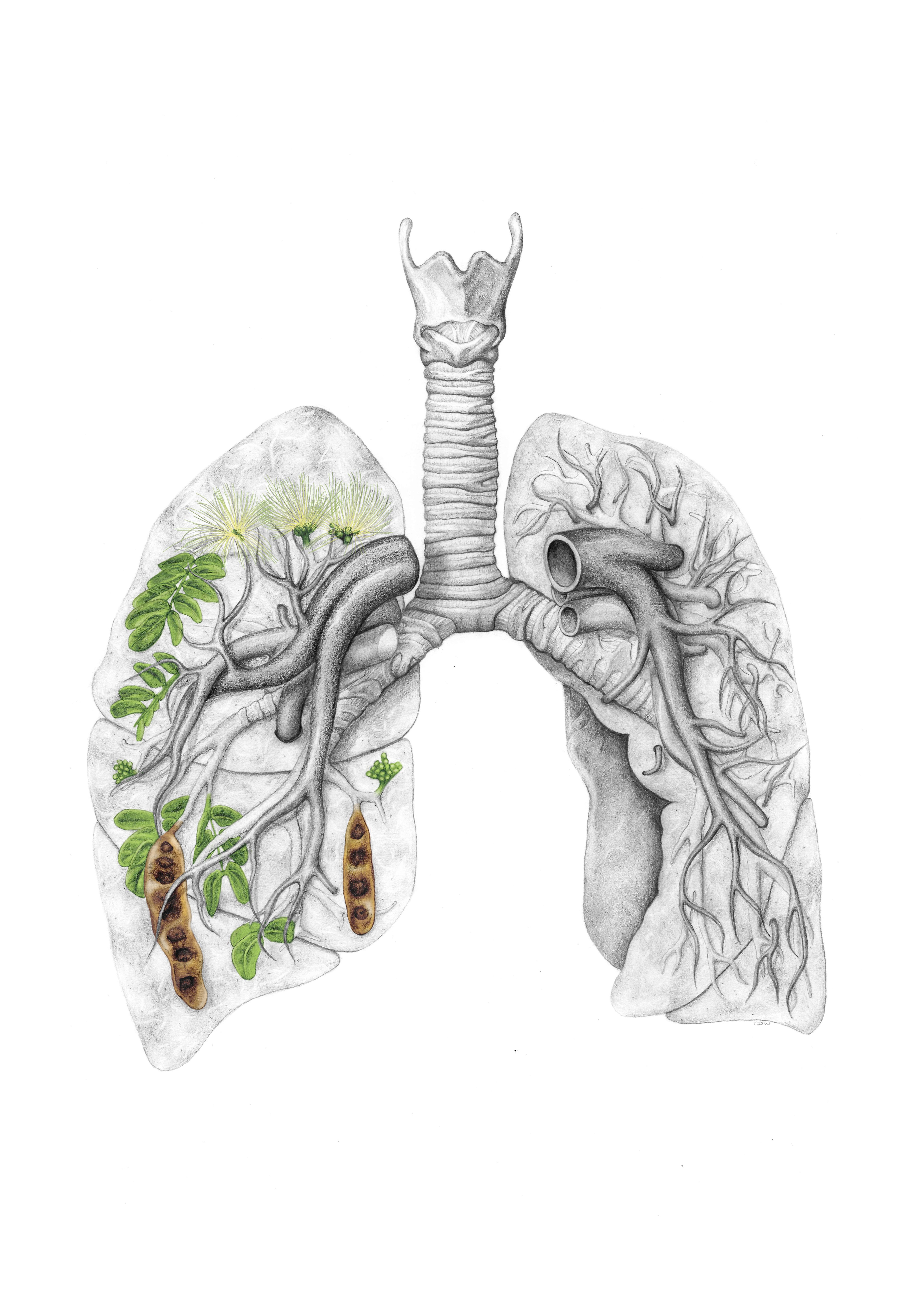 Detailed anatomical drawing of human lungs. In the left lung, capillaries branch into the yellow flowers, green leaves and brown seed pods of plants in Sambhavna gardens.