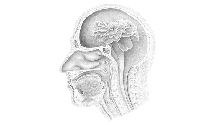A detailed anatomical pencil drawing of a cross-section of a human head. A flower blossoms in the space where the brain would be, changing from greyscale to colour. Red petals are tinged with yellow edges.